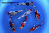 AKC 24 Jumbo Tosai Showa, Tancho Showa from ISA KOI Farm 