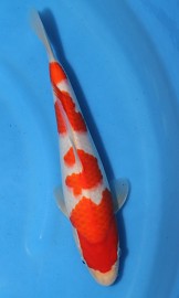 KOI SHQ Kohaku jaro 2014 28 cm