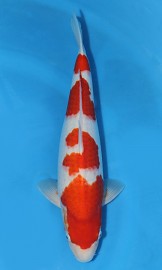 KOI SHQ Kohaku jaro 2015 40 cm