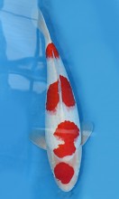 KOI VHQ Kohaku jaro 2015 40 cm