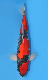 KOI SHQ Goshiki jaro 2015 23 cm